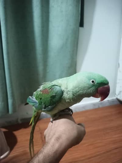 hand tame Raw female with big head