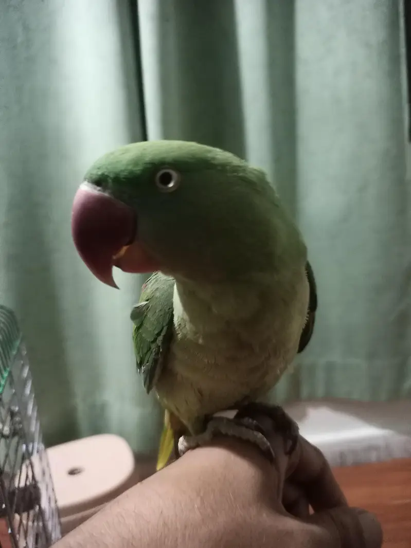 hand tame Raw female with big head — photo 2