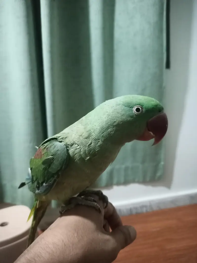 hand tame Raw female with big head — photo 3
