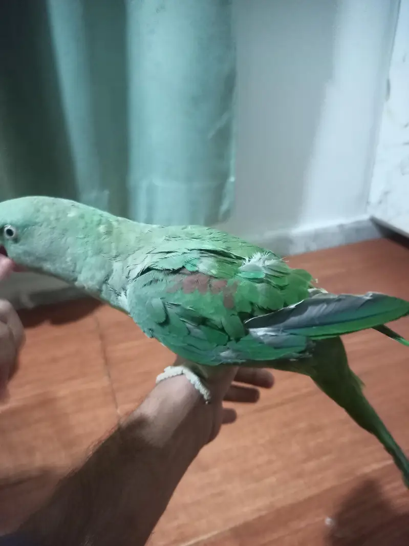 hand tame Raw female with big head — photo 4