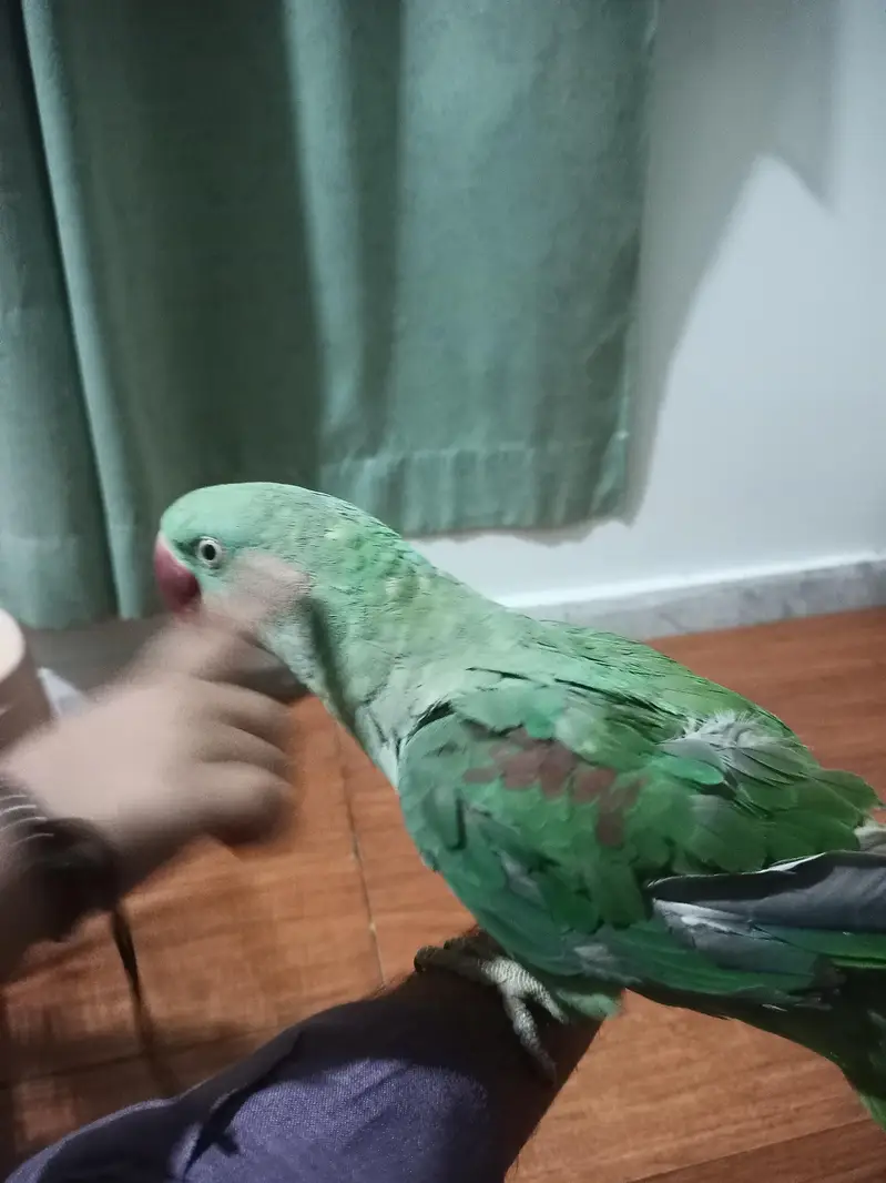 hand tame Raw female with big head — photo 5