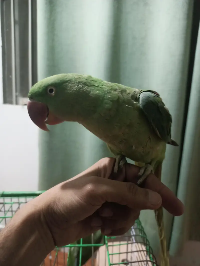 hand tame Raw female with big head — photo 6