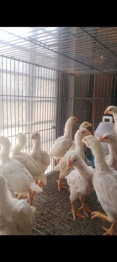 white o shamo chicks