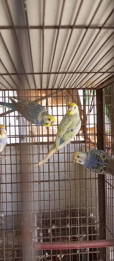 Rainbow Australian Budgie 3 Adult 1 Patha