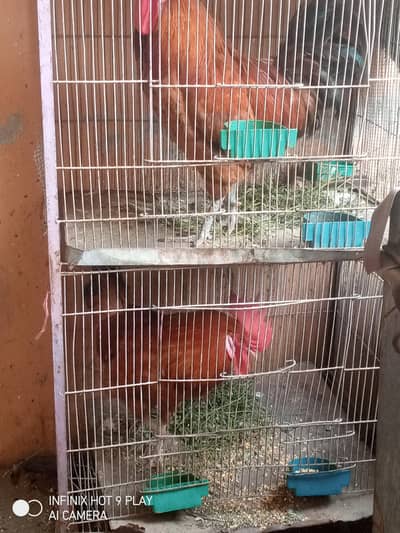 Roosters with cage