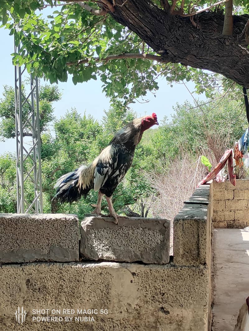 اصیل مرغا جٹ اکبر  ۔ 2 سال ۔ اسلام آباد 1