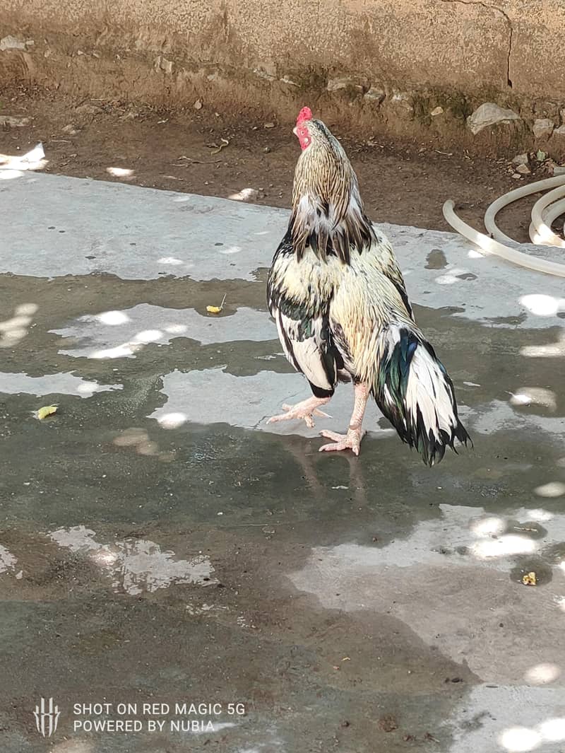 اصیل مرغا جٹ اکبر  ۔ 2 سال ۔ اسلام آباد 2