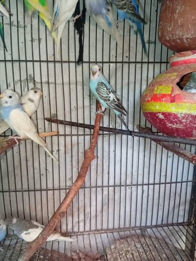 Australian parrots pair for sale