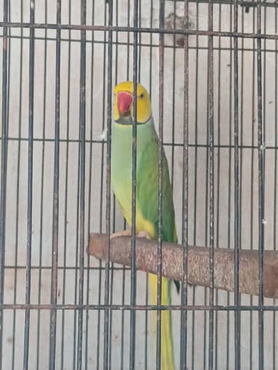 Green CHF male