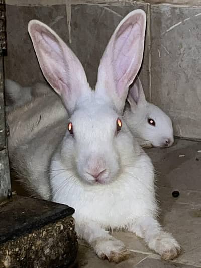 beautiful and super healthy adult male rabbit
