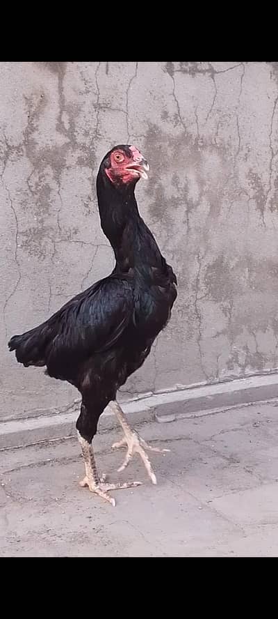 Aseel/Shamo/Walaiti/Thai/Murgi/Breeder