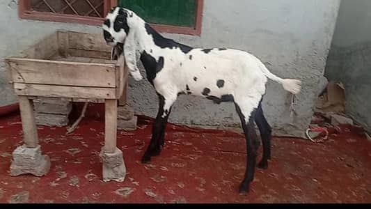 beetal bakry for sale