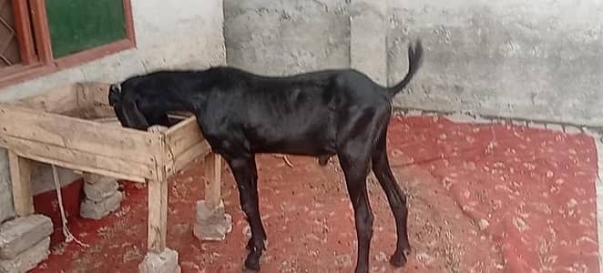 beetal bakry for sale