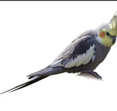 cocktail bird grey 2 pair
