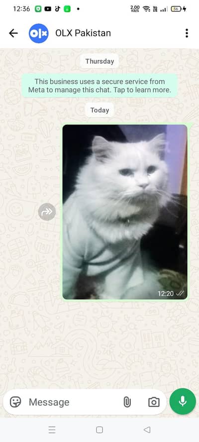 missing male cat