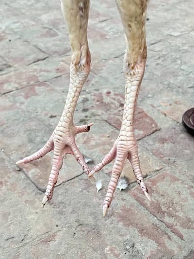 Heera Aseel Patha