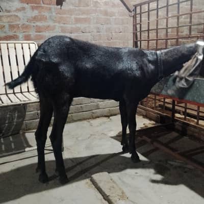bakri for sell 75000 03004644136