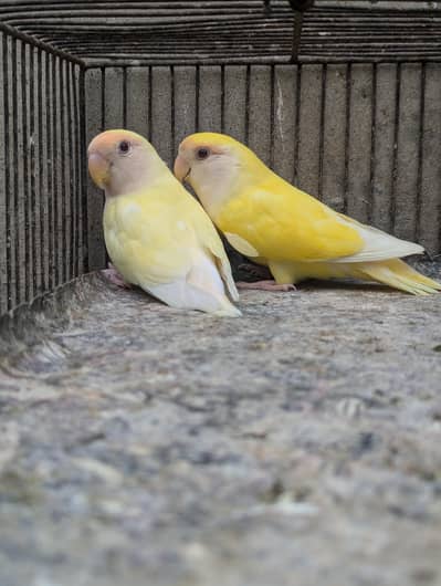 Rozigoli love birds pair