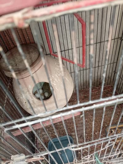 one pair Java and one piece Albino white love bird