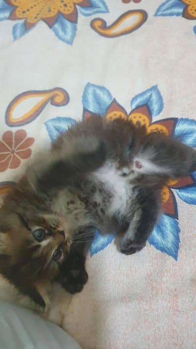 Persian Kitten