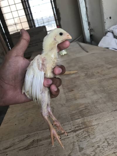 German King Shamo Chicks