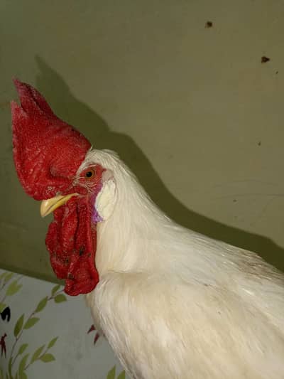 desi white murga ha achi nasal ka