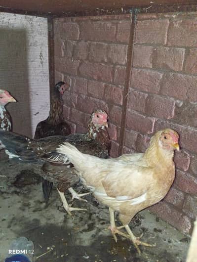4 صحت مند دیسی مرغیاں برائے فروخت
