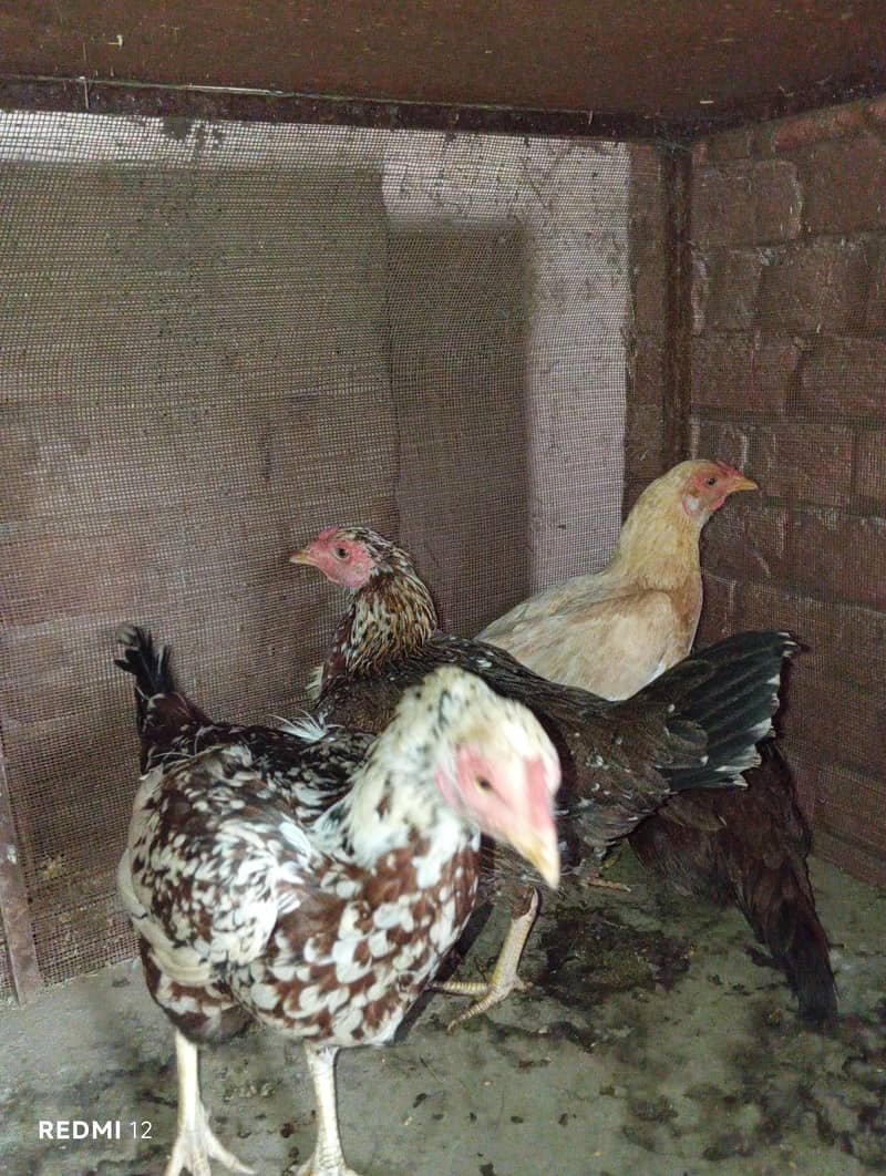 4 صحت مند اسیل  مرغیاں برائے فروخت 1