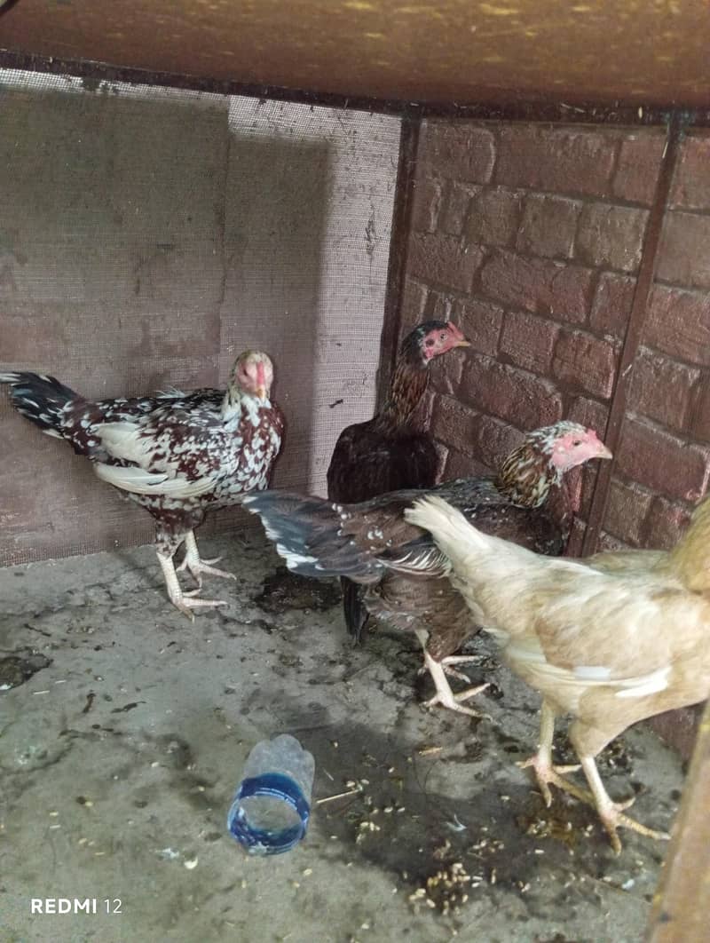 4 صحت مند اسیل  مرغیاں برائے فروخت 3