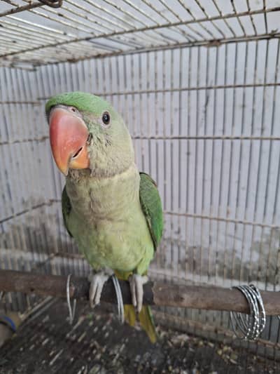 Rae Parrot for sale
