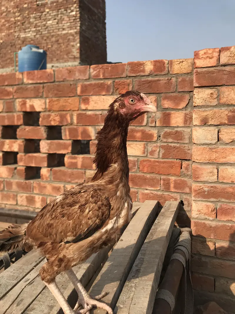 mianwali female and vetnami female. . 0307,43,27,731,. . — photo 8