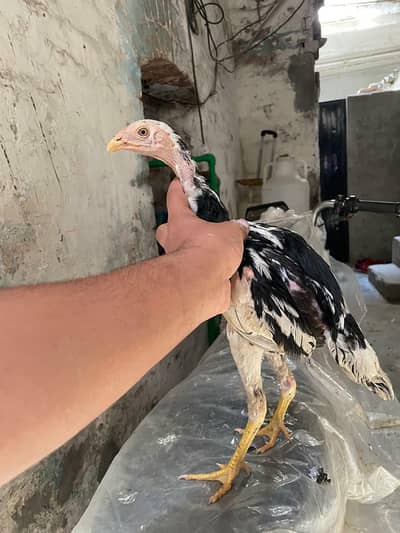 Aseel chicks or sale