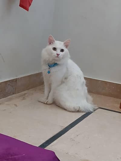 Persian Male Kitten For Sale