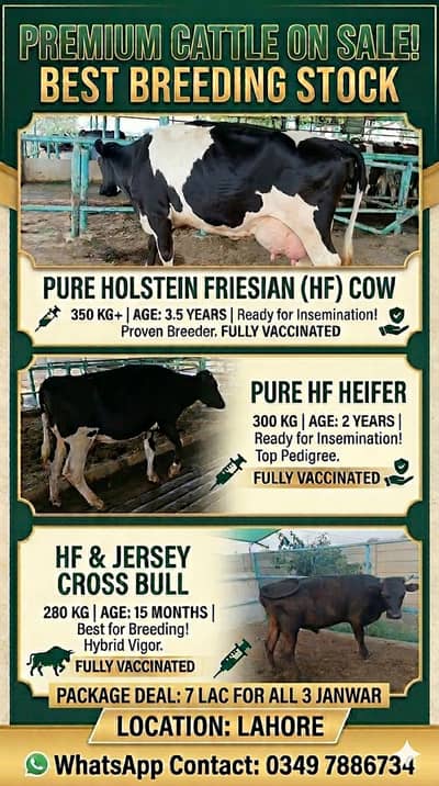 3 janwar 7 lac mein | Heifer + Cow + Bull