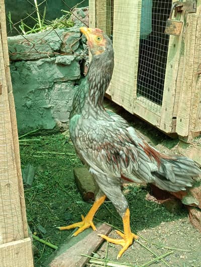 Home Raised Hen for Sale