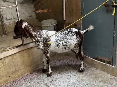 Pure Nagra male Desi female