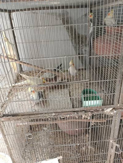 Cockatiels and Lovebirds