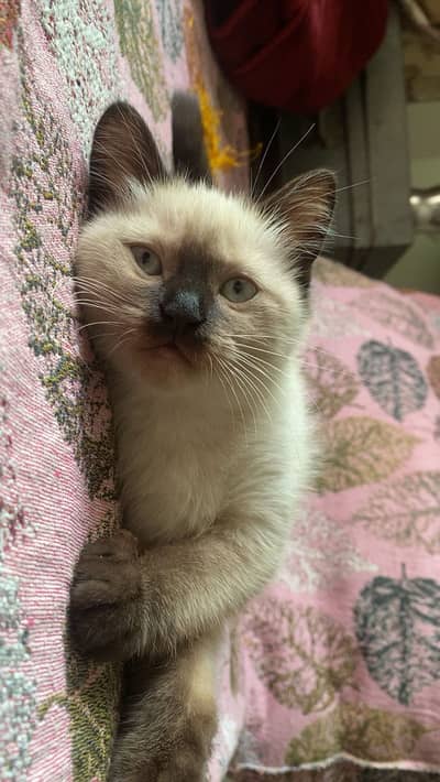 Siamese female kitten up for sale