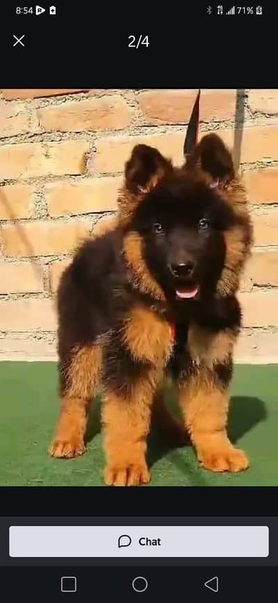 German Shepherd puppies and active vip pure breed Whatsapp 03410623551