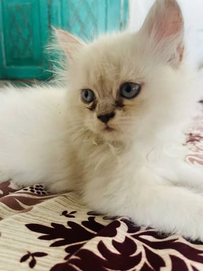 cats sells