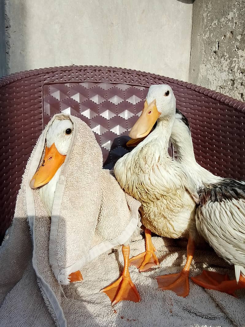  ducks 0