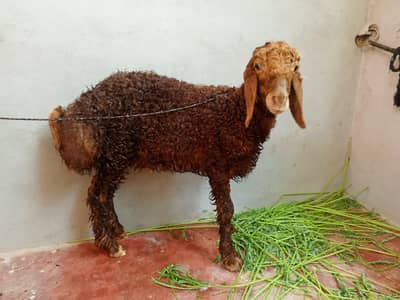 chaki wala kabli dumba