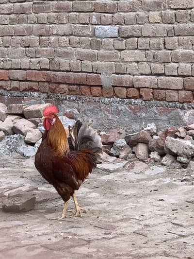 Desi hens