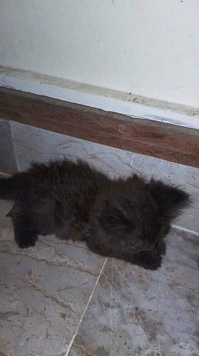 Persian black female kitten
