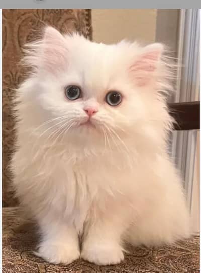 cash on delivery |Persian kittens | Punch Face | kittens For Sale