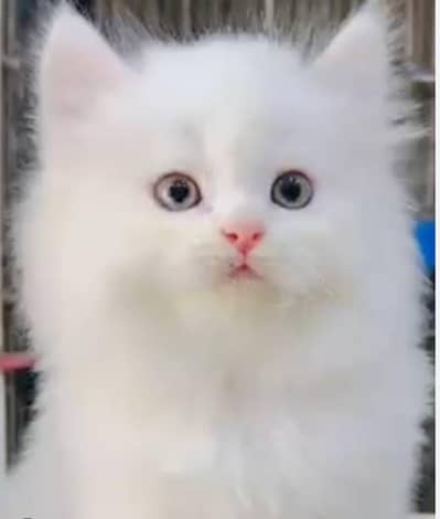 cash on delivery |Persian kittens | Punch Face | kittens For Sale