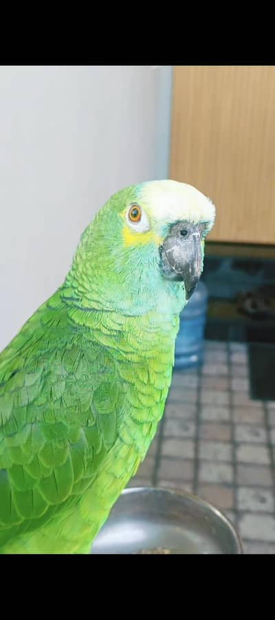 African Grey Amazon bluegold macaw cocatoo lorry conore greenwing elec