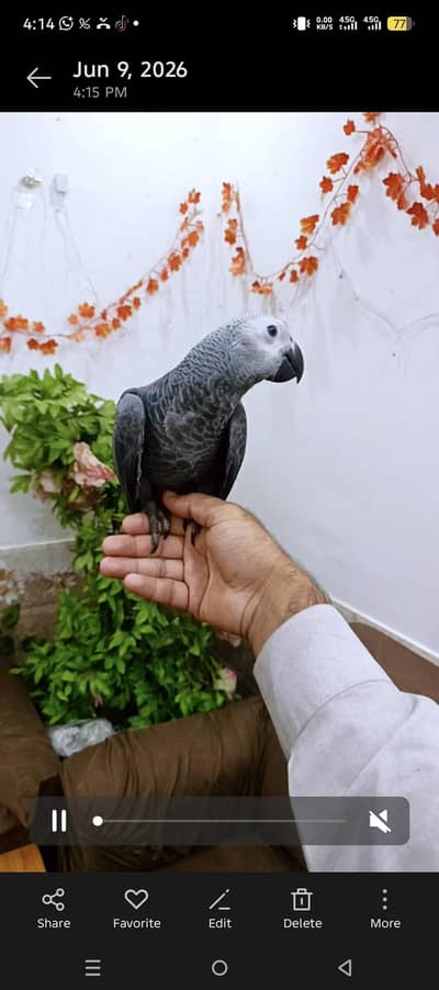 cocatoo triton african grey amazon bluegold macaw greenwing eclectus