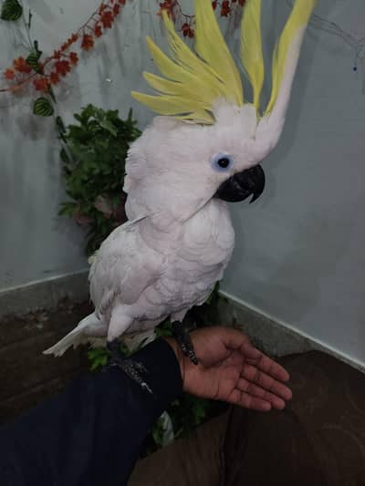 cocatoo triton african grey amazon bluegold macaw greenwing eclectus