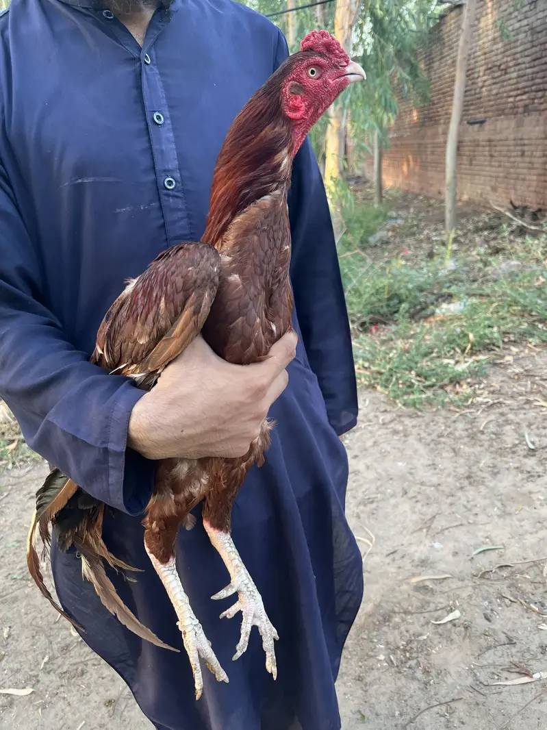 aseel patha healthy and active — photo 2